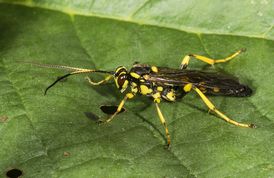 Snyltehveps hepiopelmus variegatorius